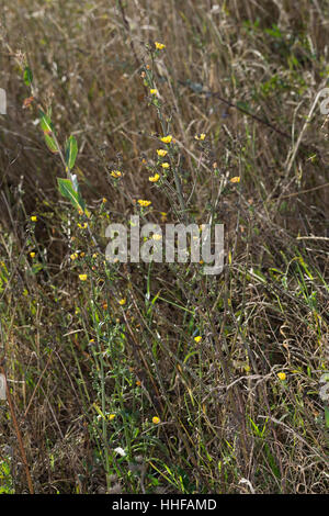 Gewöhnliches Bitterkraut, Habichtskraut-Bitterkraut, Picris hieracioides, hawkweed oxtongue, La Picride fausse épervière, Picris fausse épervière Foto Stock