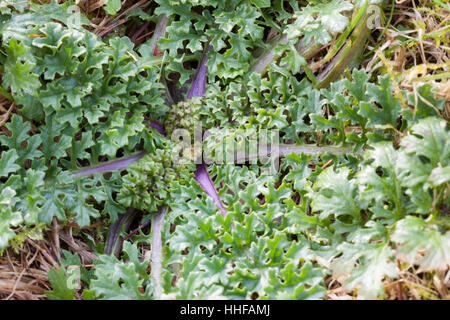 Gewöhnliches Jakobs-Greiskraut, Jakobsgreiskraut, Greiskraut, Blatt, Blätter, Blattrosette, Senecio jacobaea, Jacobea, Staggerwort Foto Stock