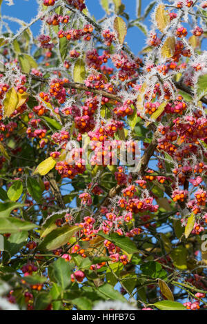 Europäisches Pfaffenhütchen, Früchte mit Reif, Raureif, Frucht, Gewöhnlicher Spindelstrauch, Pfaffenkäppchen, Euonymus europaeus, mandrino comune, Euro Foto Stock