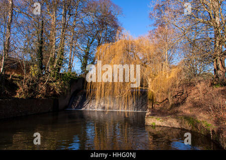 Sidmouth, Devon, Regno Unito. Xix gen, 2017 Dopo un inverno mite, il salice alberi sono già cominciando a fino a colori pronto per la primavera, come si vede qui sul fiume Sid a Sidmouth accanto alla città weir. Foto: Tony Charnock / Alamy Live News. Foto Stock