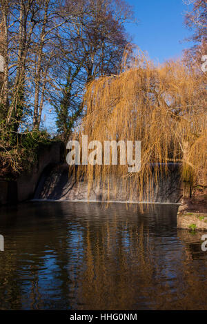 Sidmouth, Devon, Regno Unito. Xix gen, 2017 Dopo un inverno mite, il salice alberi sono già cominciando a fino a colori pronto per la primavera, come si vede qui sul fiume Sid a Sidmouth accanto alla città weir. Foto: Tony Charnock / Alamy Live News. Foto Stock