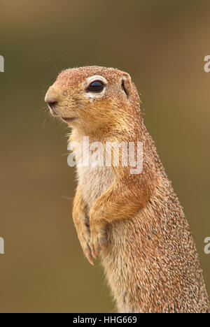 Forma non striata scoiattolo a terra, in piedi (close up) Foto Stock