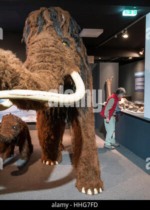 Wooly mammoth, Helms-Museum = Museo Archeologico di Amburgo, Germania Europa Foto Stock