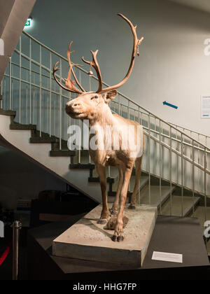 La renna, Helms-Museum = Museo Archeologico di Amburgo, Germania Europa Foto Stock