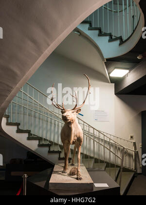 La renna, Helms-Museum = Museo Archeologico di Amburgo, Germania Europa Foto Stock