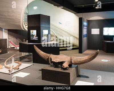 Helms-Museum = Museo Archeologico di Amburgo, Germania Europa Foto Stock