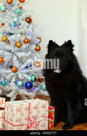 Nero Eurasier dog sitter con l'albero di natale con alcune confezioni regalo. Foto Stock