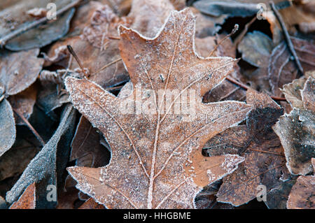 Foglie congelate sul terreno con la brina ghiacciata Foto Stock