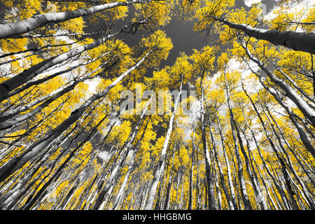 Foglie d'oro di una caduta di Aspen Tree Forest in bianco e nero scena di paesaggio in Colorado Montagne Rocciose Foto Stock