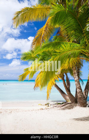 Palme di cocco crescono sulla spiaggia di sabbia bianca. Mar dei Caraibi costa, Repubblica dominicana, Saona Island Foto Stock