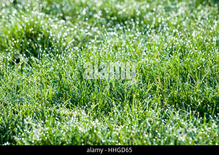 Le goccioline di acqua su erba, erba verde con luce bokeh da gocce di pioggia Foto Stock