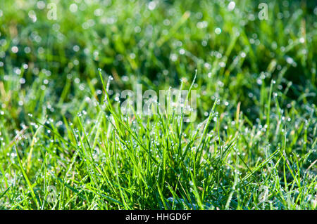 Le goccioline di acqua su erba, erba verde con luce bokeh da gocce di pioggia Foto Stock