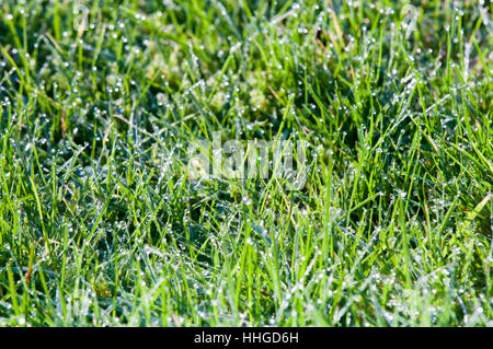 Le goccioline di acqua su erba, erba verde con luce bokeh da gocce di pioggia Foto Stock