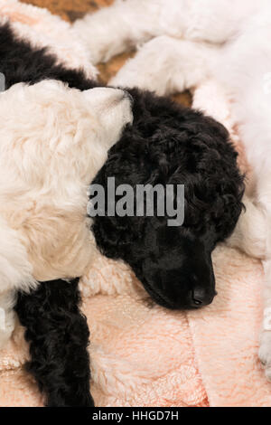 In bianco e nero standard cuccioli barboncino sleeping intrecciati tra loro su un tappeto, sei settimane vecchio cani di razza. Foto Stock