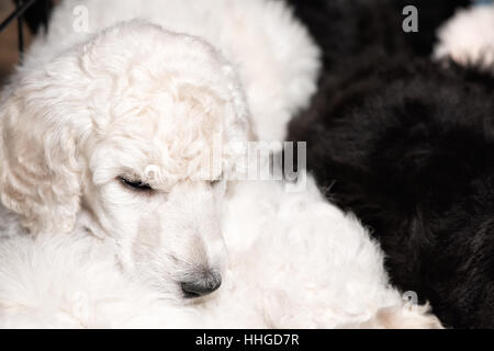 Barboncino bianco cucciolo con capelli ricci in appoggio pacificamente su tappetini di lettiera, simpatici cani a sei settimane di età, copia dello spazio. Foto Stock