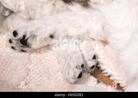 Sei settimane vecchio bianco standard poodle cuccioli con pelliccia di ricci e zampe nere in appoggio su un tappeto. Foto Stock