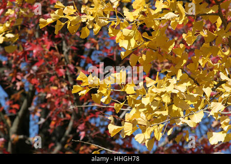 Foglie di Ginkgo biloba in autunno Foto Stock