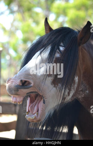 "Horsing intorno all' alla Churchill Island Foto Stock