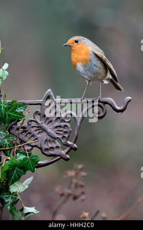 Robin, Erithacus rubecula, singolo uccello sulla recinzione, Warwickshire, Gennaio 2017 Foto Stock