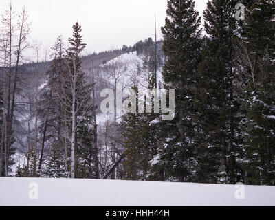 Aspen e la foresta del pino in inverno con neve pesante Foto Stock