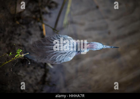 Un tricolore Heron esplora le paludi del South Padre Island birdwatching e centro natura sulla costa del Golfo del Texas del Sud. Foto Stock