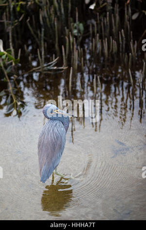 Un tricolore Heron esplora le paludi del South Padre Island birdwatching e centro natura sulla costa del Golfo del Texas del Sud. Foto Stock