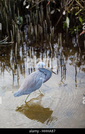 Un tricolore Heron esplora le paludi del South Padre Island birdwatching e centro natura sulla costa del Golfo del Texas del Sud. Foto Stock