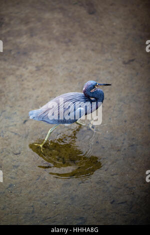 Un tricolore Heron esplora le paludi del South Padre Island birdwatching e centro natura sulla costa del Golfo del Texas del Sud. Foto Stock