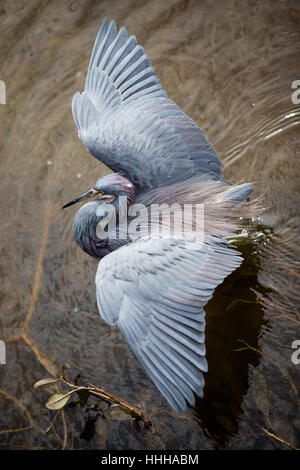 Un tricolore Heron esplora le paludi del South Padre Island birdwatching e centro natura sulla costa del Golfo del Texas del Sud. Foto Stock