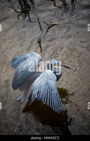 Un tricolore Heron esplora le paludi del South Padre Island birdwatching e centro natura sulla costa del Golfo del Texas del Sud. Foto Stock