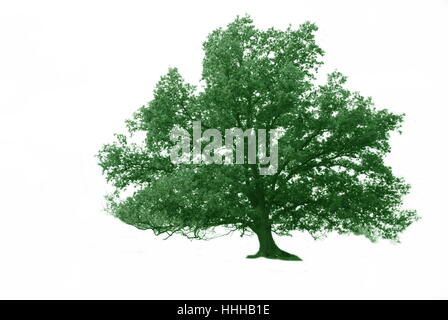 Facoltativo, albero, alberi, colorato, colorato, splendida, molteplici, riccamente Foto Stock