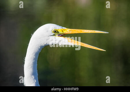Close up, vista di profilo di un bianco, adulti grande garzetta con becco aperto. Foto Stock