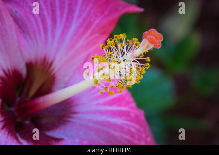 Vista ravvicinata della stame e lo stigma di un dipinto di lady hibiscus flower. Foto Stock