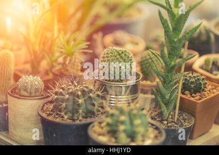 Piccolo cactus pot angolo giardino nella decorazione della casa. Foto Stock