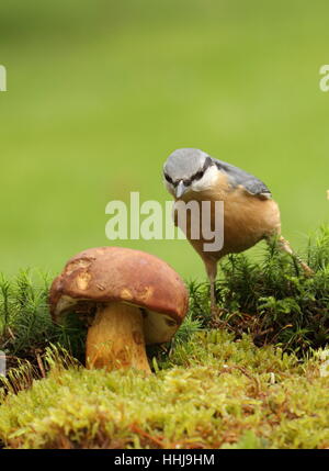 Foraggi, uccelli, uccelli, MOSS, Funghi, Funghi, Funghi, natura, giardino, bird, Foto Stock