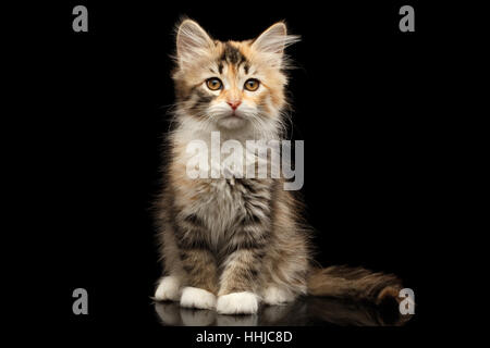 Siberian kitty isolato su sfondo nero Foto Stock