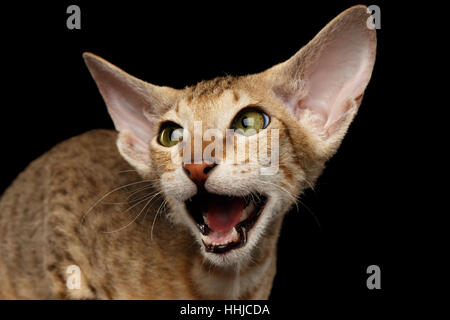 Peterbald kitty isolato su sfondo nero Foto Stock