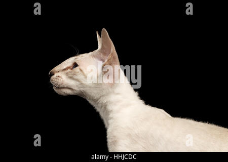 Peterbald kitty isolato su sfondo nero Foto Stock