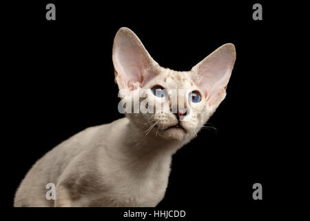 Peterbald kitty isolato su sfondo nero Foto Stock