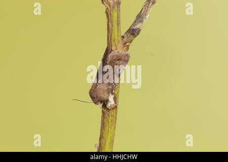 Offuscato scialbi (Orthosia incerta) - una falena marrone appollaiato a testa in giù contro un pulito sfondo verde Foto Stock