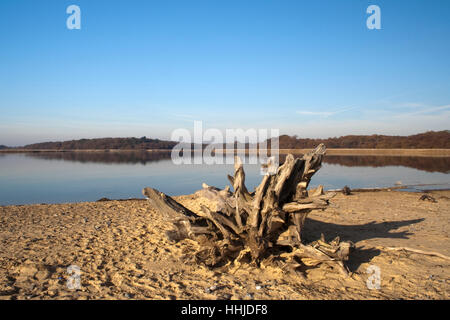 Albero morto sulla spiaggia Benacre, Suffolk, Inghilterra Foto Stock