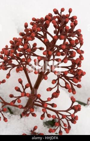 Skimmia japonica 'Rosolia' Foto Stock