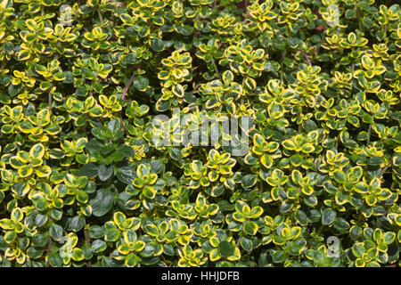 Thymus pulegioides - Ampia lasciava il timo Foto Stock