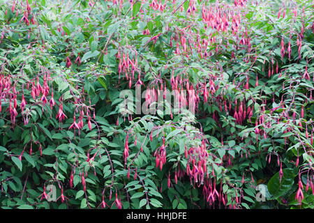 Fuchsia magellanica - Lady's eardrops Foto Stock