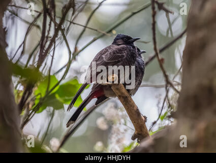 Comune uccelli indiano - Il rosso bulbul ventilato coppia adagiata sul gambo di un albero. Foto Stock