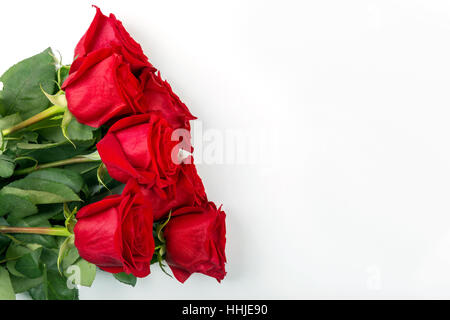 Rose rosse su sfondo bianco con copyspace Foto Stock