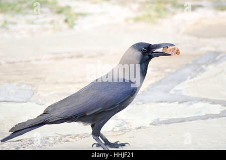 Corvo nero prevista sul pavimento di pietra con un pezzo di pane nel becco a Mombasa, in Kenya Foto Stock