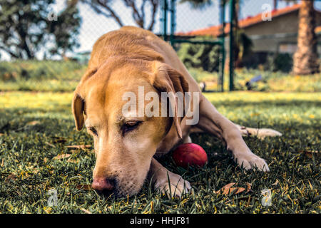 Questo è il nostro 8 anno vecchio giallo Labrador di nome Casey con la sua preferita sfera esterna. Fotografare Casey è come cercare di scattare una foto di jello Foto Stock