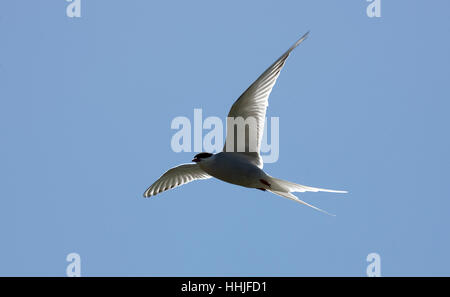 Tern comune "terna hirundo', Toft, Continentale, le isole Shetland, Scotland, Regno Unito Foto Stock