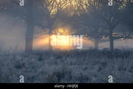 Foschia mattutina sunrise in Richmond Park Foto Stock